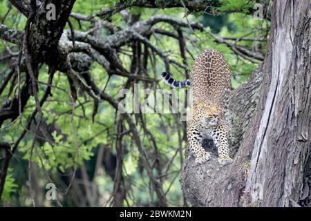 Léopard (Panthera pardus) assis dans l'étirement des arbres, parc national du Serengeti, Tanzanie Banque D'Images