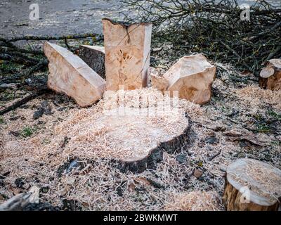 Parties d'un tronc d'arbre scié, non triées avec beaucoup de sciure. Banque D'Images