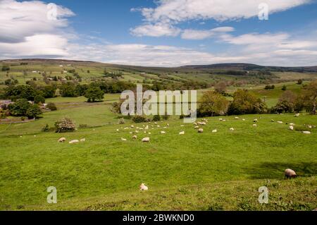 Un champ de moutons se broutent sur un pâturage au-dessus de la vallée de Teesdale dans le comté de Durham. Banque D'Images