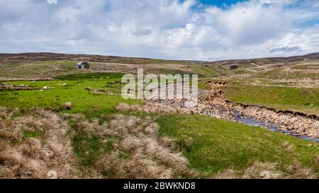 Les moutons se broutent sur un pâturage brut à côté de Hargill Beck, haut dans la vallée de Lunedale, sous les collines de la lande des Pennines du Nord. Banque D'Images