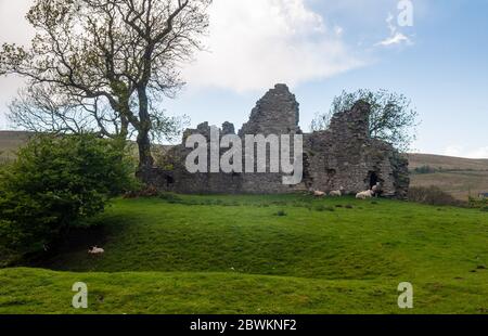 Les moutons se réfugient sous les ruines du château de Pendragon dans la vallée de l'Eden, sous les collines du Yorkshire Dales d'Angleterre. Banque D'Images