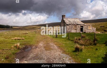 Les ruines d'une vieille cabane en pierre à côté du stand de tir Gayle Beck stream sur près de high moorland Ribblehead en Angleterre's Yorkshire Dales national park. Banque D'Images