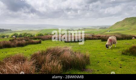 Les moutons se broutent sur des pâturages accidentés au-dessus de Ribblesdale sur les collines des terres moorales du Yorkshire Dales d'Angleterre. Banque D'Images