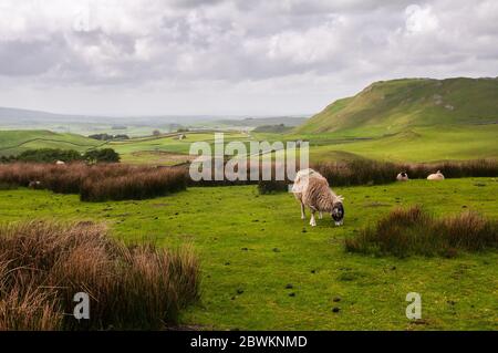 Les moutons se broutent sur des pâturages accidentés au-dessus de Ribblesdale sur les collines des terres moorales du Yorkshire Dales d'Angleterre. Banque D'Images