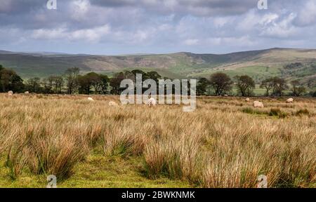 Les moutons se broutent sur des pâturages accidentés au-dessus de la vallée de Malhamdale sur les collines des terres moorales du Yorkshire Dales d'Angleterre. Banque D'Images