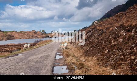 Des moutons se broutent sur les verges de la route A896 au lac Loch Dughail à Glen Shielddaig, dans les Highlands du Nord-Ouest de l'Écosse. Banque D'Images