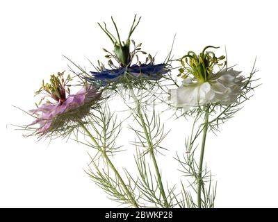 Groupe rose, blanc et bleu de l'âne Love in the Mist, Nigella damascena, sur fond blanc Banque D'Images