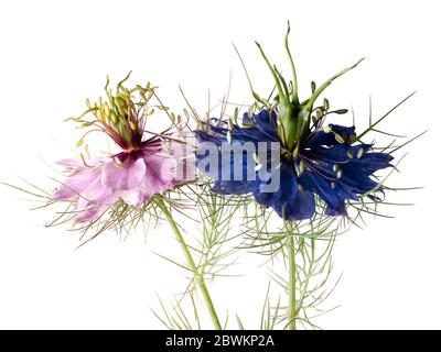 Groupe rose et bleu de l'âne Love in the Mist, Nigella damascena, sur fond blanc Banque D'Images