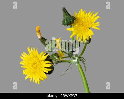 Gros plan sur la tête de fleur de la fleur sauvage annuelle britannique, le sowhistle commun, Sonchus oleraceus, sur fond gris Banque D'Images