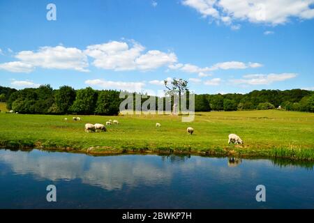 Moutons au bord de la rivière Misbourne, qui traverse le domaine de Shardeloes entre Little Missenden et Amersham dans le Buckinghamshire, Angleterre, Royaume-Uni. Banque D'Images