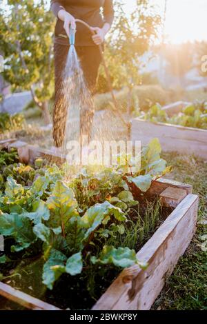 Femme arrosoir des légumes dans un lit surélevé Banque D'Images