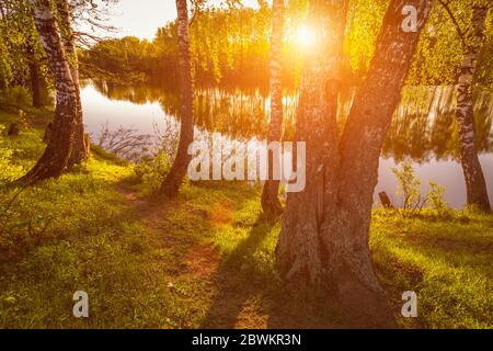 Lever ou coucher de soleil parmi les oiseaux avec de jeunes feuilles près d'un étang, réfléchi dans l'eau couverte de brouillard. Le soleil qui brille à travers les branches des arbres. Banque D'Images