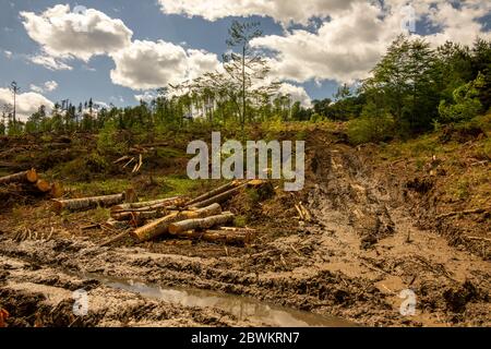 Effet d'aubaine en forêt. Les dégâts causés par les tempêtes. Les arbres tombés dans les forêts de conifères après une forte vent d'ouragan Banque D'Images