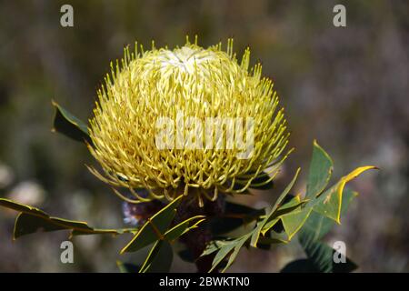 Fleurs sauvages australiennes : fleur jaune de Banksia, banksia baxteri, nid d'oiseaux, dans son habitat naturel dans le sud-ouest de l'Australie occidentale, vue latérale Banque D'Images