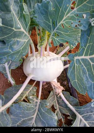 Le kohlrabi (de l'allemand pour le navet du chou; groupe Brassica oleracea Gongylodes), également appelé navet allemand, est un légume bisannuel. Banque D'Images