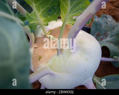 Le kohlrabi (de l'allemand pour le navet du chou; groupe Brassica oleracea Gongylodes), également appelé navet allemand, est un légume bisannuel. Banque D'Images