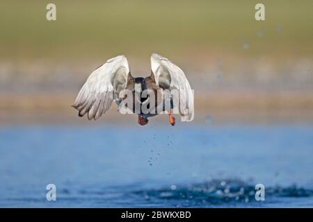 Le Canard colvert (Anas platyrhynchos) Banque D'Images