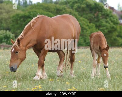 Une rare race Suffolk Punch jument et foal dans un enclos. Banque D'Images