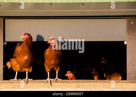 Des poules de liberté sortent d'une maison de poule. Banque D'Images