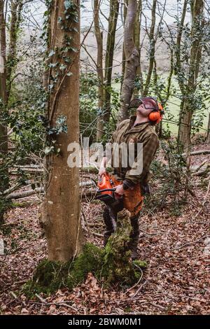 Homme portant un équipement de sécurité utilisant une tronçonneuse pour faire tomber un arbre dans une forêt. Banque D'Images