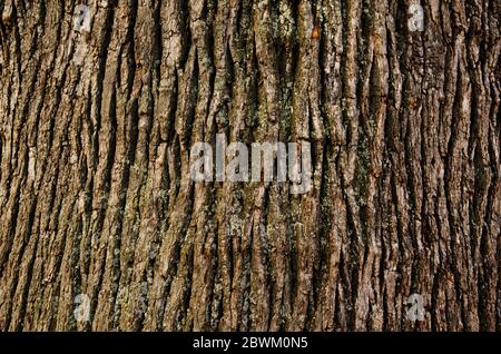 Texture gaufrée de l'écorce brune d'un arbre comme arrière-plan Banque D'Images
