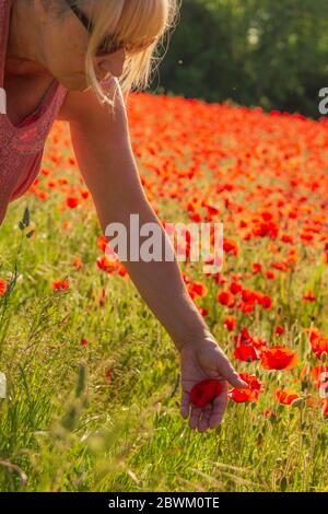 Femme avec des coquelicots rouges dans un champ dans la campagne anglaise Banque D'Images