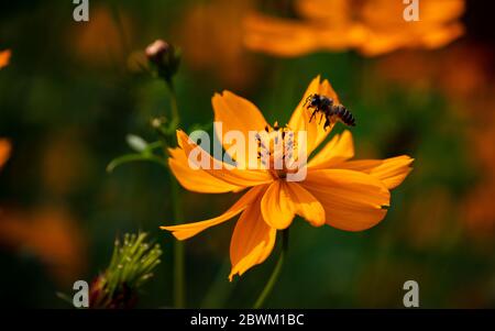 abeilles dans la fleur cosmos. Abeilles ayant le miel de la fleur de cosmos. Mise au point sélective sur le sujet. Mise au point sélective sur le premier plan. Flou d'arrière-plan. Banque D'Images