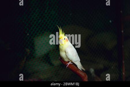 Paysage Bronzefallow Cockatier oiseau. Mise au point sélective sur le sujet. Mise au point sélective sur le premier plan. Flou d'arrière-plan Banque D'Images