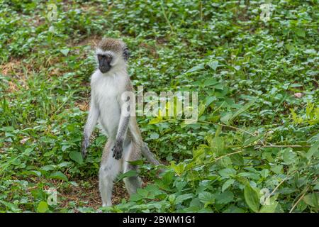 Vervet Monkey est à la recherche de nourriture en position debout au Parc national de Tarangire, Tansania Banque D'Images