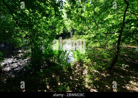 Ombre au soleil et réflexions sur un étang de Charwood, Surrey. Banque D'Images