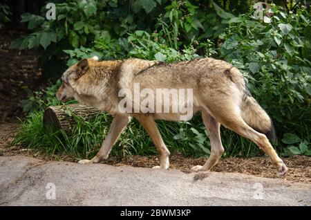 Loups au zoo et visiteurs à la volière. Loup posant sur le rocher. Dans le zoo public Banque D'Images