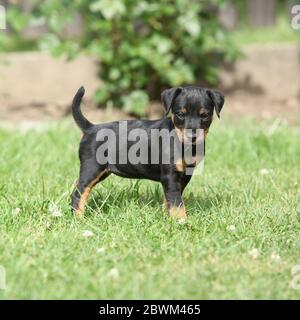 Beau chiot de Terrier de chasse allemand dans le jardin Banque D'Images