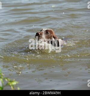 Premier bain de ce chiot à poil dur Banque D'Images