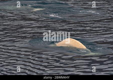 Béluga nageant dans les eaux autour de Svalbard Banque D'Images