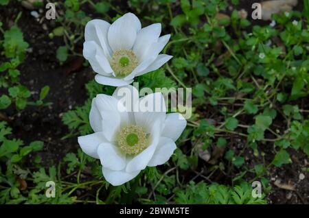 Bois Anemone, Anemone Nemorosa, fleur venteuse, fleur de jardin blanche en fleurs avec étamines jaunes, Sofia, Bulgarie Banque D'Images