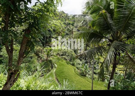 Tampaksiring, île de Bali, Indonésie. 27 mai 2019. Terrasses de riz près des tombeaux royaux Gunung Kawi Temple Funerary Complex Tampaksiring, Gianyar, Bali Banque D'Images