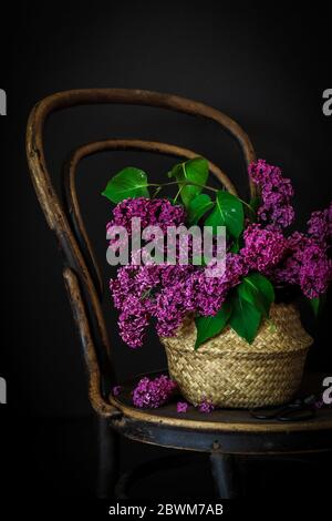 Lilas violets dans un panier sur la vieille chaise, ambiance sombre Banque D'Images