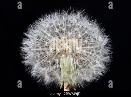 Boule de soufflage pissenlit taraxacum famille asteraceae foyer pile macro fond impression de haute qualité Banque D'Images