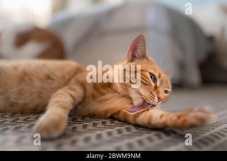 chat tabby orange couché sur la moquette, léche sa patte Banque D'Images