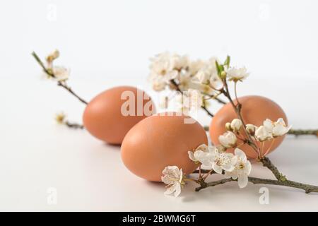 Trois oeufs de Pâques bruns et une brindille de prune de cerise (Prunus cerasifera) avec des fleurs blanches, décoration de printemps sur une table blanche avec espace de copie, sélectionnée FO Banque D'Images