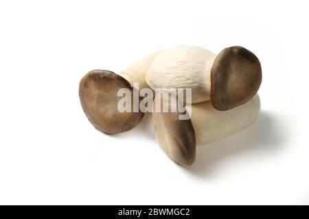 Champignon Oyster royal brut, Pleurotus eryngii, isolé sur fond blanc Banque D'Images