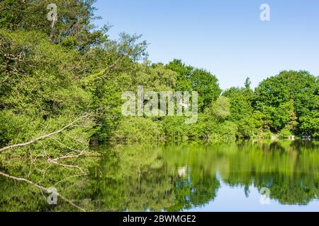 Vue sur un lac et des arbres à la réserve naturelle d'Alder Hills à Dorset, Angleterre, Royaume-Uni Banque D'Images