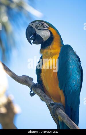 deux et un macaw bleu et jaune perchée sur la branche Banque D'Images