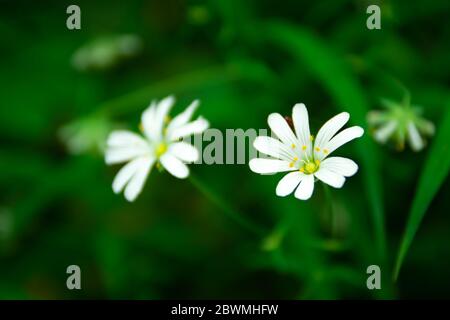 Fleurs de champs blancs de mauvaises herbes chiches en gros plan, fond vert, vue de printemps Banque D'Images