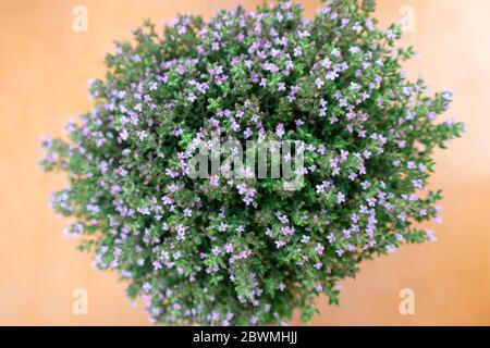 Gros plan, macro de floraison de la plante de thym, petites fleurs pourpres, plante aromatique pour la cuisine et l'aromathérapie, fond orange vif. Alternatif Banque D'Images