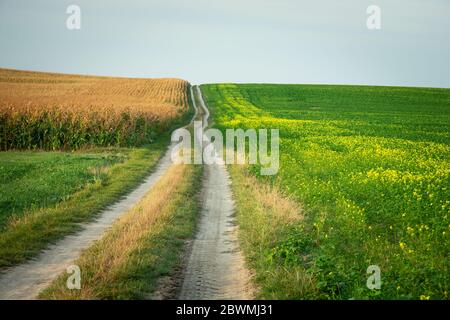 Longue route de terre, champs de colza et de maïs, vue rurale de l'été Banque D'Images