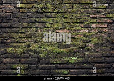 Vieux mur recouvert de mousse de briques. Grunge l'arrière-plan Banque D'Images