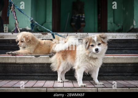 Chiens de petite taille mignons dans les rues d'Ubud, Bali, Indonésie Banque D'Images