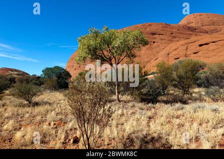 Close-up, un grand angle, vue sur Kata Tjuṯa, un groupe de grandes formations de roche, bombé dans Uluṟu-Kata Tjuṯa National Park, Territoire du Nord, Australie Banque D'Images