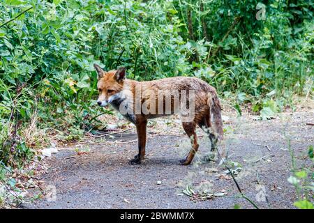 Un renard urbain manieux qui se dépiège pour se nourrir dans un domaine immobilier du nord de Londres, au Royaume-Uni Banque D'Images